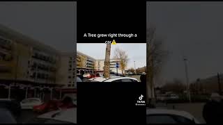 Tree grew through car tiktok by aminem.s