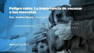 PELIGRO RABIA, la importancia de vacunar a tus mascotas. Dra. Andrea Roma, veterinaria #NTVPodcast