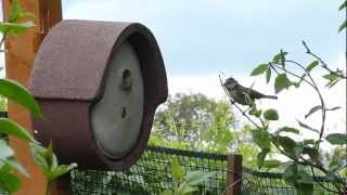 Blue Tit encouraging chicks to leave the nest-box