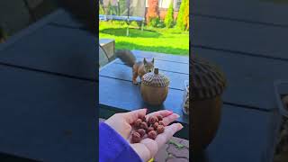 Lifehack how to attract a squirrel🌰 #squirrel #squirrelhouse