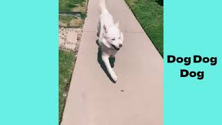 Happy dog videos compilation in 2022