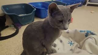 Shelter Kitten Wilson Just Wants to Relax While His Roommates Fart Around [REAL]