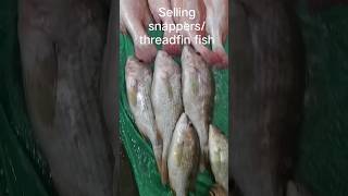 how fast they selling snappers and threadfin fish in fishport,@jonathansascvlog