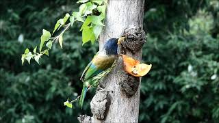 great barbet 2