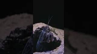 Mantis shrimp 🦐 #shrimp #sea #viral #shorts