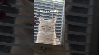 he want to get in.. #amazing #trending #viral #viralvideo #shortsvideo #cat #catlover #cats