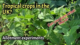 Experimenting growing tropical crops in the UK: Unusual crops for a UK #Allotment