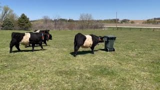 Belted Galloway cattle inspecting interesting objects in their pasture | Belted Galloway Homestead