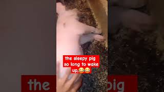 WATCH TELL THE END#funnypig #shorts #viral _#nocopyrightinfringementintended