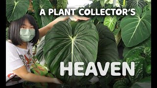 Small Town Nursery filled with RARE EXOTIC PLANTS!