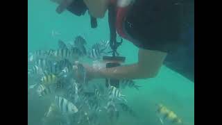 Island hopping trip from Mersing - snorkelling and feeding the fishes.