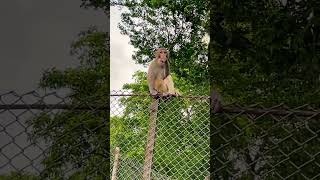 This Monkey Stores Food in his Neck