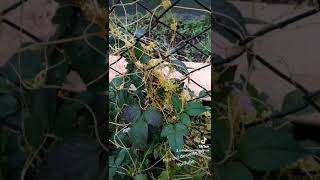 La peor plaga en tu jardín: Cuscuta asiática