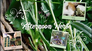 Afternoon Herbs // Vlog