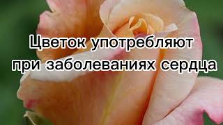 Розы #лечебныерастения #домашняяаптека#розы #белыерозы