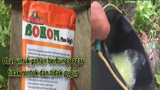 Pemupukan pohon durian agar cepat berbuah