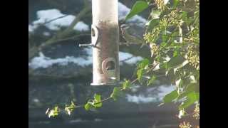 British Birds UK Blue Tit