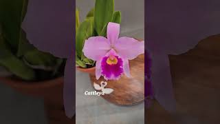 Cattleya