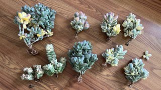 3/15 unbox: cotyledon orbiculata, agave, haworthia, Moonglow, spiral cactus, black rose, baby finger