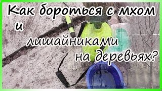 КАК ИЗБАВИТЬСЯ ОТ МХА И ЛИШАЙНИКОВ НА ДЕРЕВЬЯХ