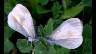 Senfweißling (Leptidea sinapis) Brautwerbung1. In OÖ. geschützte Spezies.