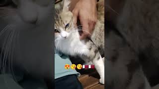 Street cute cat 😍😘😘