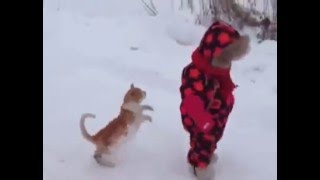 cats harmfull jump