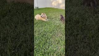 April Fools!! Not a graphic dog and cat fight but two buddies playing in the grass. #dogs #cats