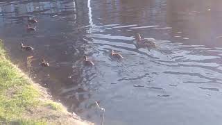 Duck mommy and ducklings feeding