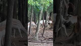 #bodo #canada #family #annapolis #oaklawnzoo #deer #beautiful #animals #zoo