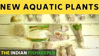 Aquatic Plants Unboxing From Bunnycart