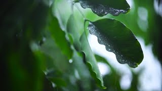 Relaxing Rain Sounds For Deep Sleep