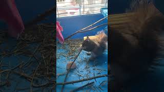 Milty the Rescued Baby Squirrel Likes Chewing on Twigs