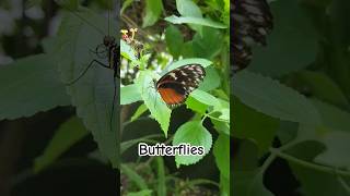 Beautiful butterflies #butterfly #beautiful #youtubeshorts #youtube #sixflags #trending