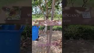 West Indian Mahogany | Plants at Pallikaranai Marshland | Go Green Series