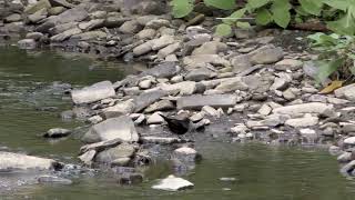 Birds on the River Irwell