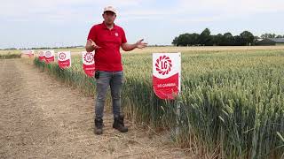 LG Cambria: low-input tarwe met hoge opbrengstpotentie | LG Seeds