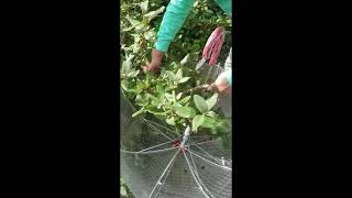 picking soap berries