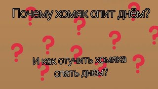 ПОЧЕМУ ХОМЯК СПИТ ЦЕЛЫЙ ДЕНЬ? (в коментах способ приручить спать вечером;)