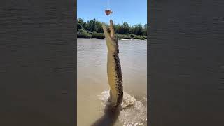 Croc feeding #wildlife #shorts