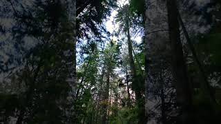 A Glimpse of the Sky Between Towering Trees #nature #trees #natureshorts #green #roadto1k