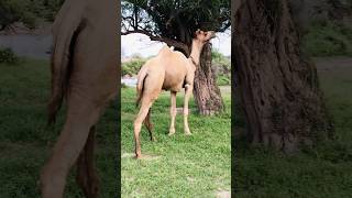 Camel eating a green tree 🌳 #camel #shorts