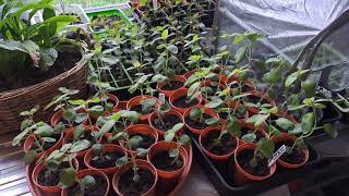 Moving my snapdragons to the cold frame (Hope this isn't a massive gamble)