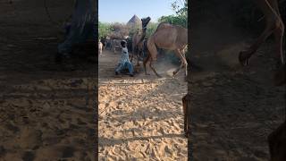 تمت معاقبة الجمل على الأذى الذي ارتكبه #camel #animals #desert #camellife #camelculture