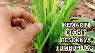 Cara Panen Rumput Setaria Yang Bagus