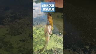 TINY BASS KILLS A PLOPPER 90 #fishing #bassfishing