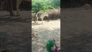 Donkey Barking #ytshort