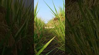 কৃষকের স্বপ্ন দোলে #viral #agriculture #farming #কৃষি