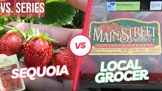 Strawberry Tasting (Sequoia) (VS. Series) [Adv.31]