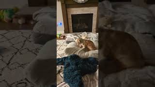 Turbo the Doxie and his bedtime routine 🤣🤣🤣